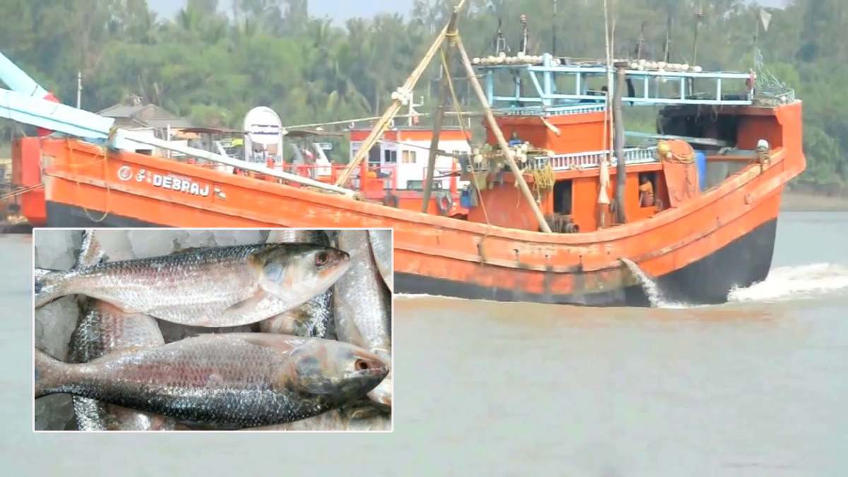 hilsa fish