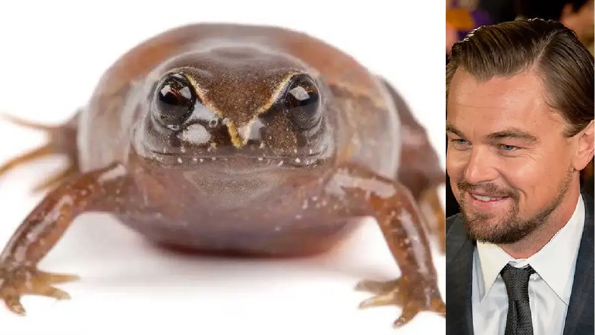 Phyllonastes Dicaprioi 17.02