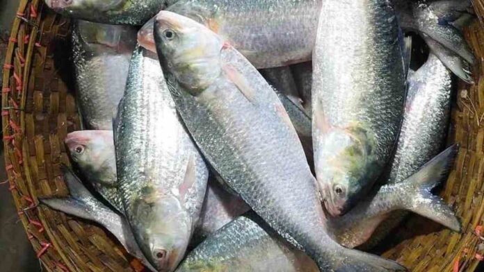 বাঙালির পাতে রুপোলি শস্য নিয়ে অনিশ্চয়তা