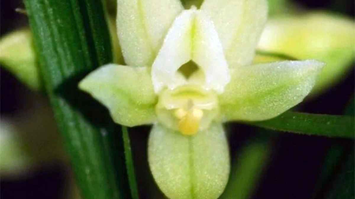 orchid বিরল অর্কিড
