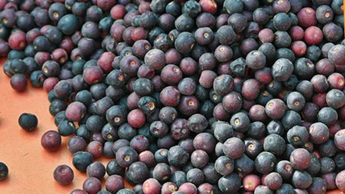 falsa ফলসা
