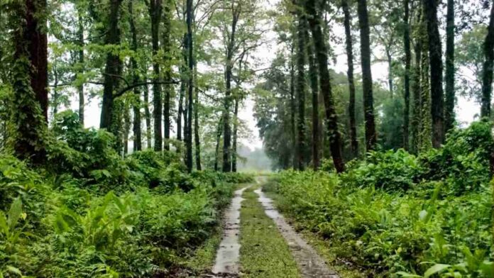 বন্ধ জঙ্গলে পর্যটন