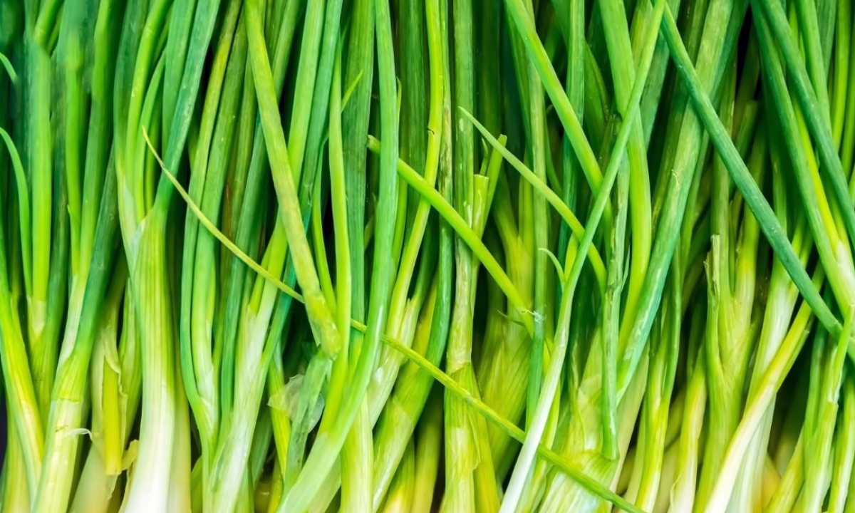 spring onion