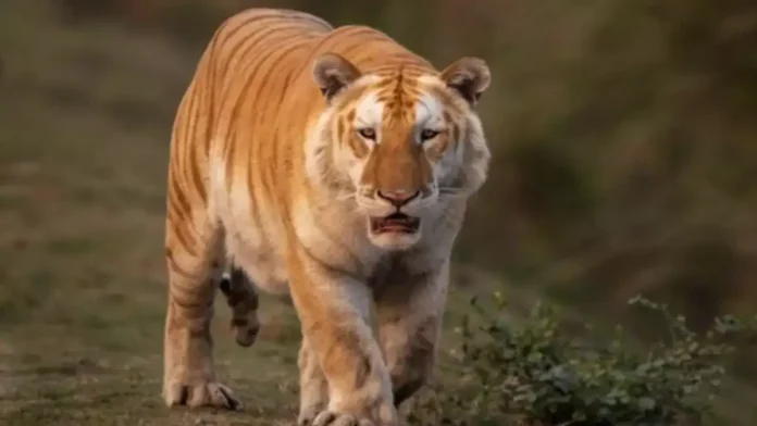 Sonali Tiger