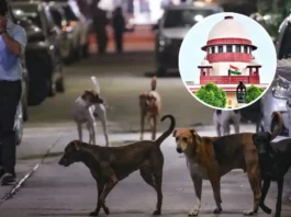 পথ কুকুর নিয়ে সুপ্রিম কোর্ট