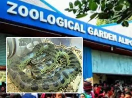 alipur zoo Green Anaconda