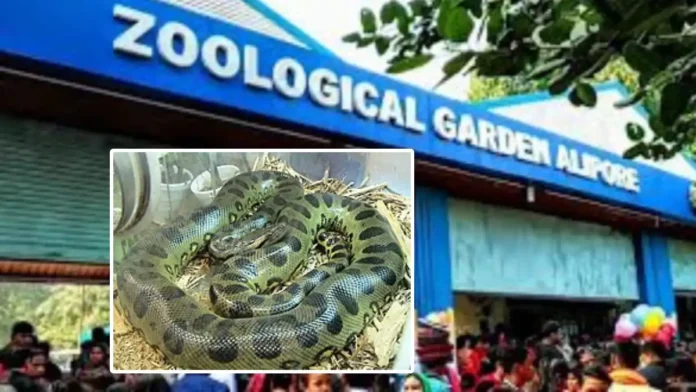 alipur zoo Green Anaconda