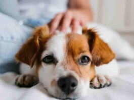 Pet Dog