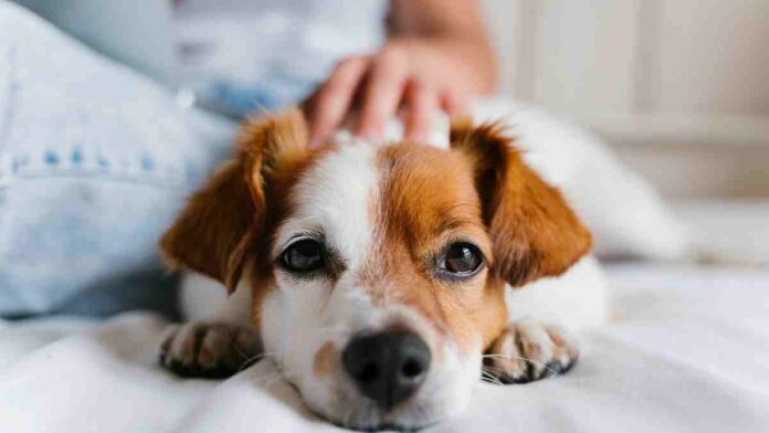 Pet Dog