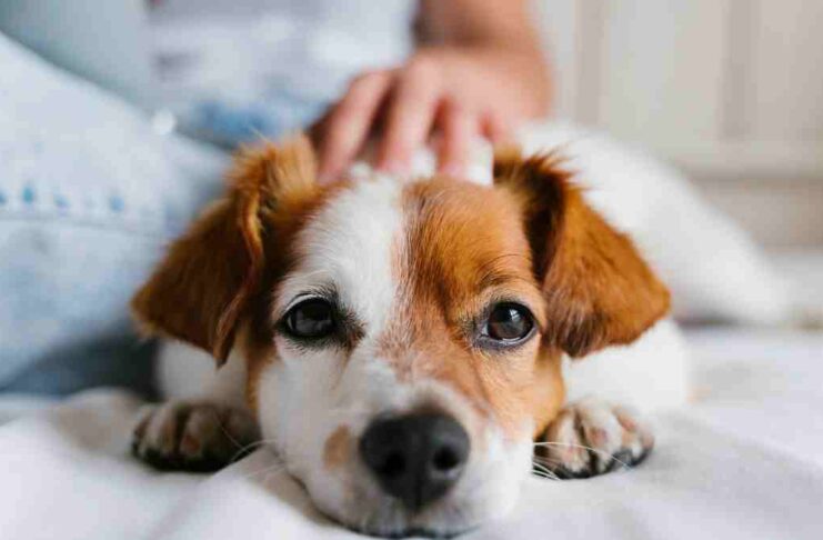 Pet Dog