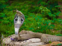 snake byte