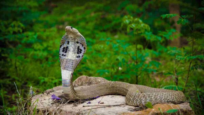 snake byte