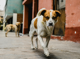 Street Dog
