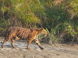 sundarban tiger