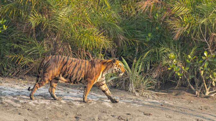 sundarban tiger