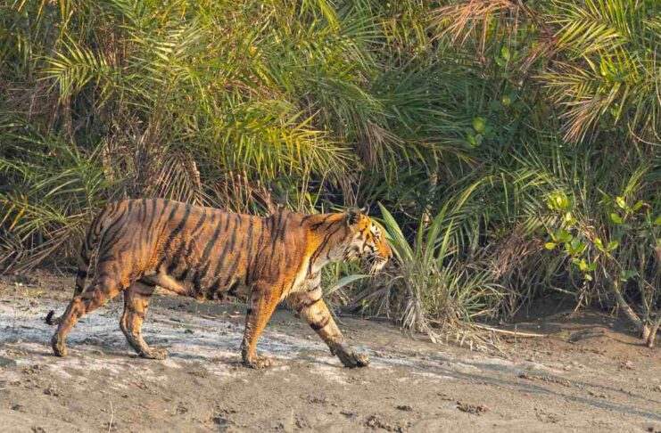 sundarban tiger