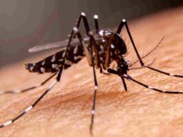 dengue cases ahead of Durga Puja
