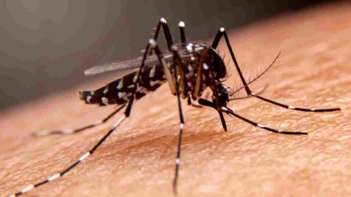dengue cases ahead of Durga Puja