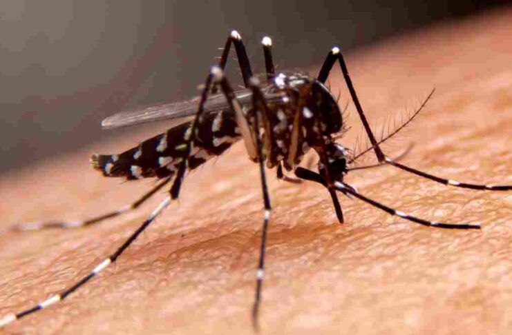 dengue cases ahead of Durga Puja