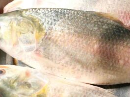 hilsa fish from Bangladesh