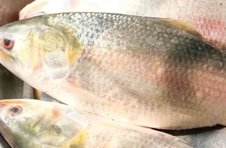 hilsa fish from Bangladesh