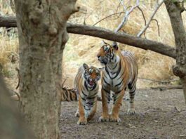 tigress of alipur zoo