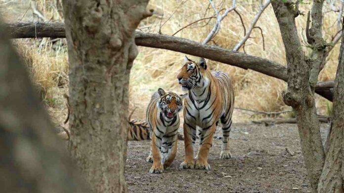 tigress of alipur zoo