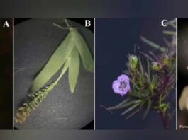 New Plant Species