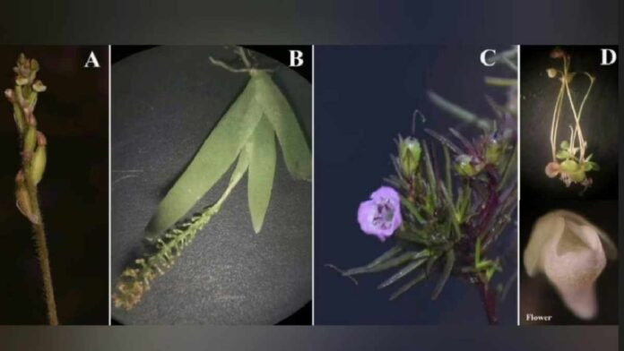 New Plant Species