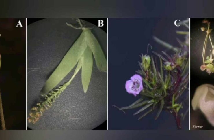 New Plant Species
