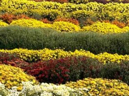 floriculture