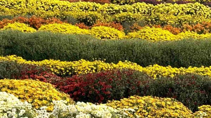 floriculture