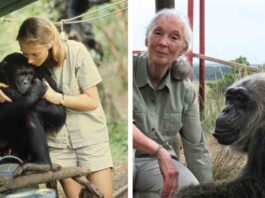 jane goodall