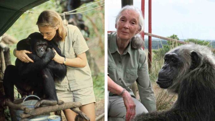 jane goodall
