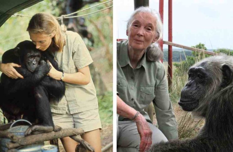 jane goodall