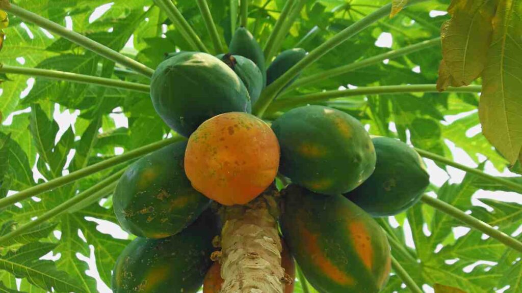 papaya tree