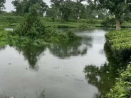 water in tea garden