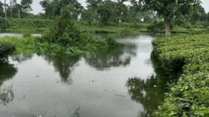 water in tea garden
