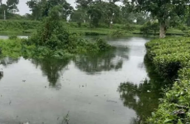 water in tea garden