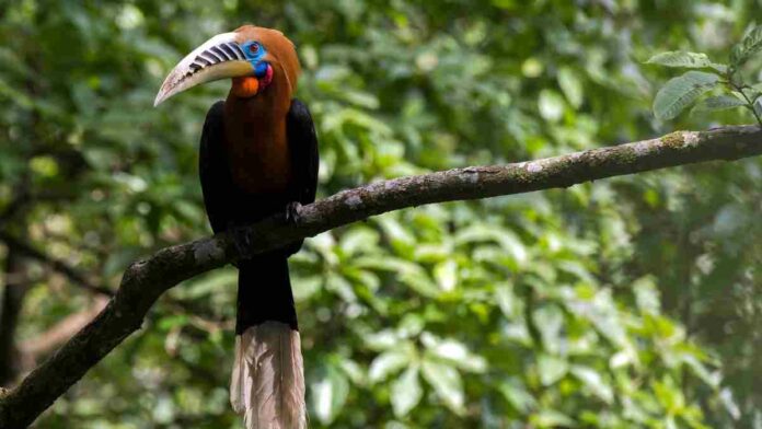 Rufous Necked Hornbill