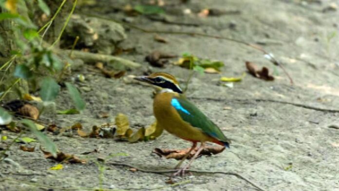 bird festival Sundarbans