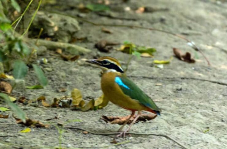 bird festival Sundarbans