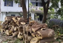 আইএসআই ক্যাম্পাসে গাছ কাটা নিয়ে বিতর্ক, কীসের ভিত্তিতে অনুমতি, তদন্তে নামল বন উন্নয়ন পর্ষদ