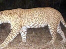Close-up of a leopard roaming in natural habitat at night.