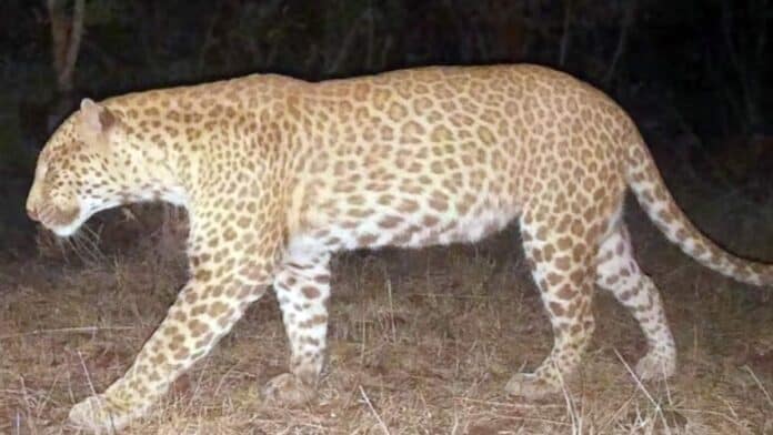 Close-up of a leopard roaming in natural habitat at night.